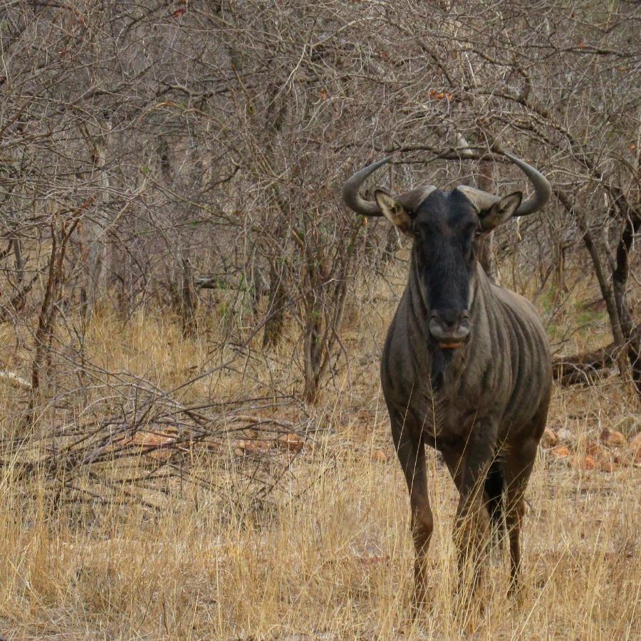 Leopard'S Lair Bush Lodge Hoedspruit Bagian luar foto